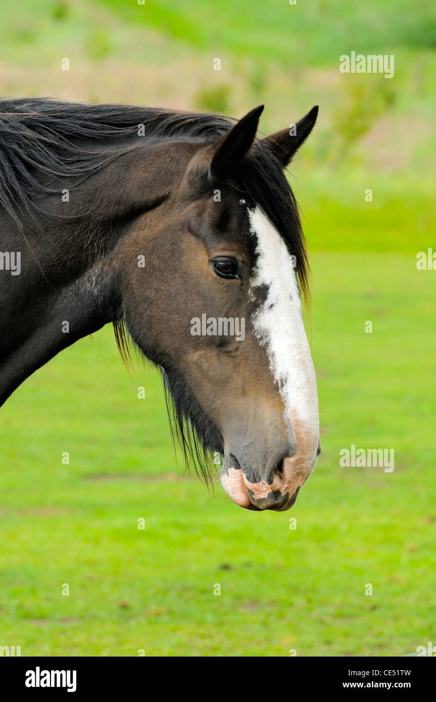 Shire Horse dans la zone de parc national de Peak District Derbyshire, Angleterre Banque D'Images