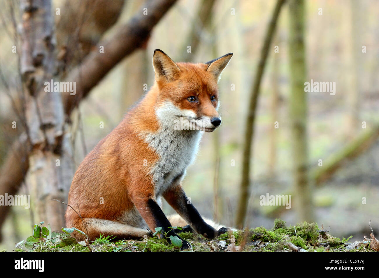 Le renard roux (Vulpes vulpes) Banque D'Images