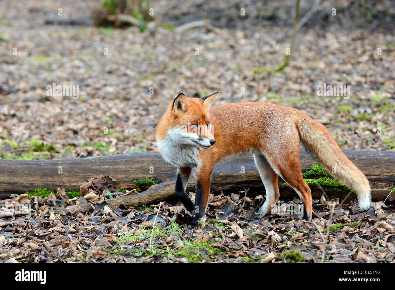 Le renard roux (Vulpes vulpes) Banque D'Images