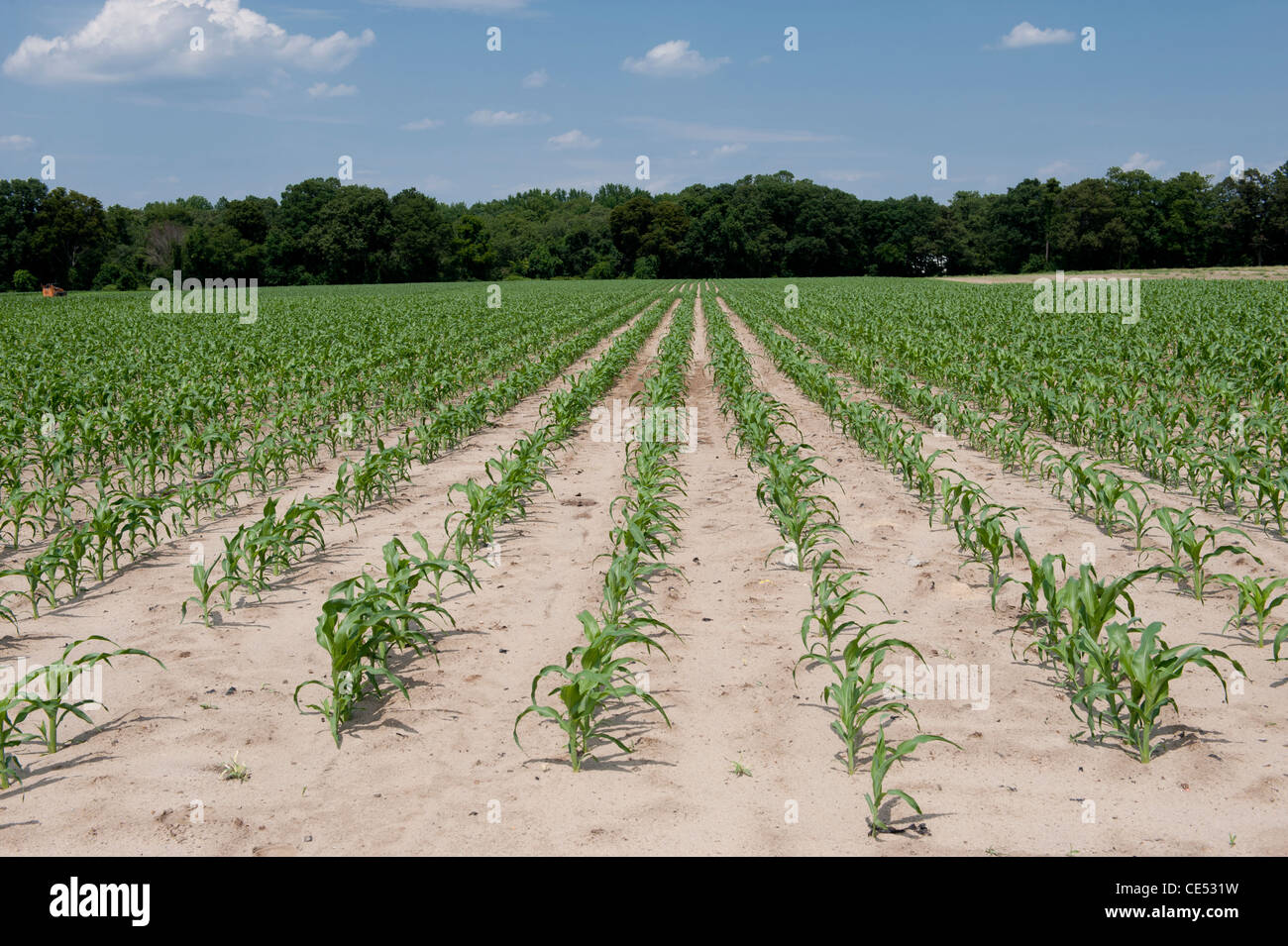 Des rangées de cultures de maïs jeune dans sol sablonneux sur farm Banque D'Images