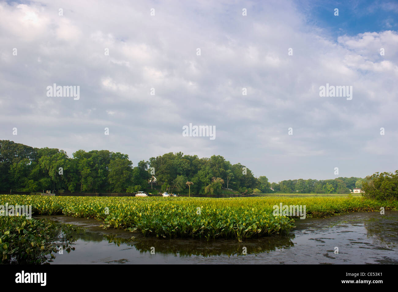 La végétation de marais avec ciel bleu de Seaford Banque D'Images