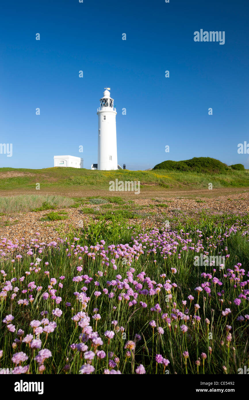 Fleurs sauvages en face de Hurst Point Lighthouse, Hampshire, Angleterre. Printemps (mai) 2011. Banque D'Images
