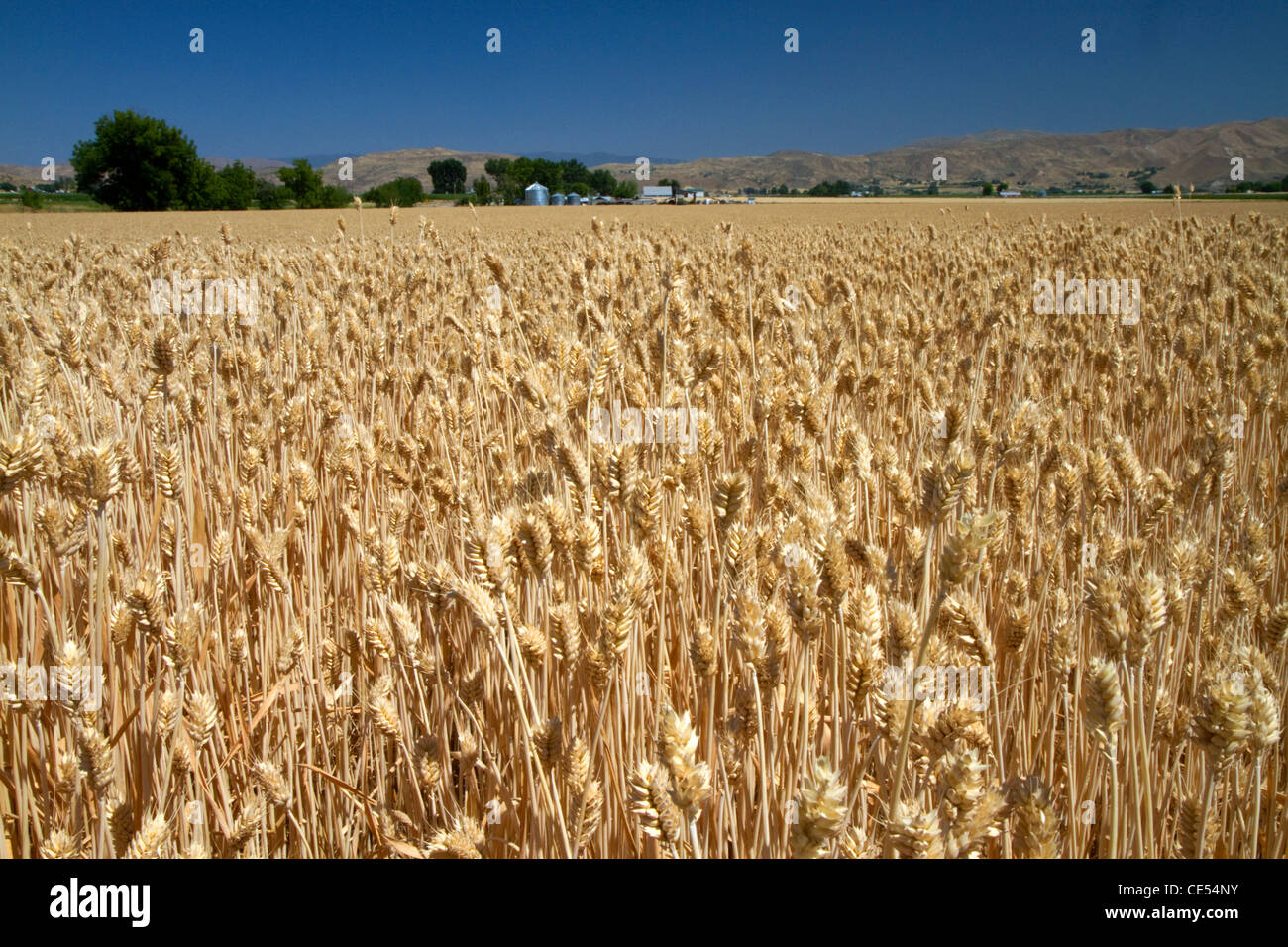 Champ de blé près d'Emmett, Idaho, USA. Banque D'Images