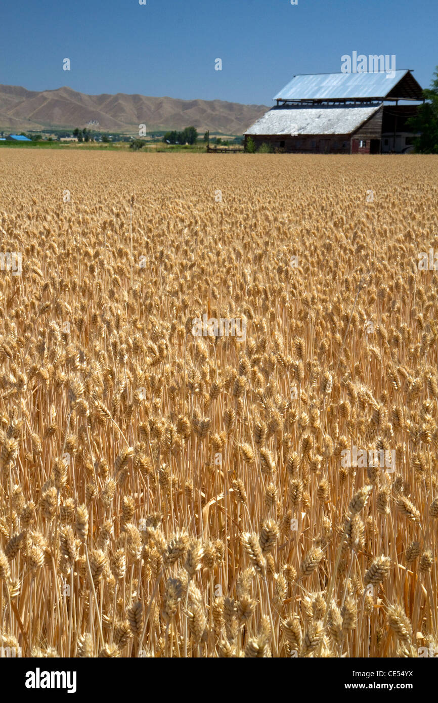 Champ de blé près d'Emmett, Idaho, USA. Banque D'Images
