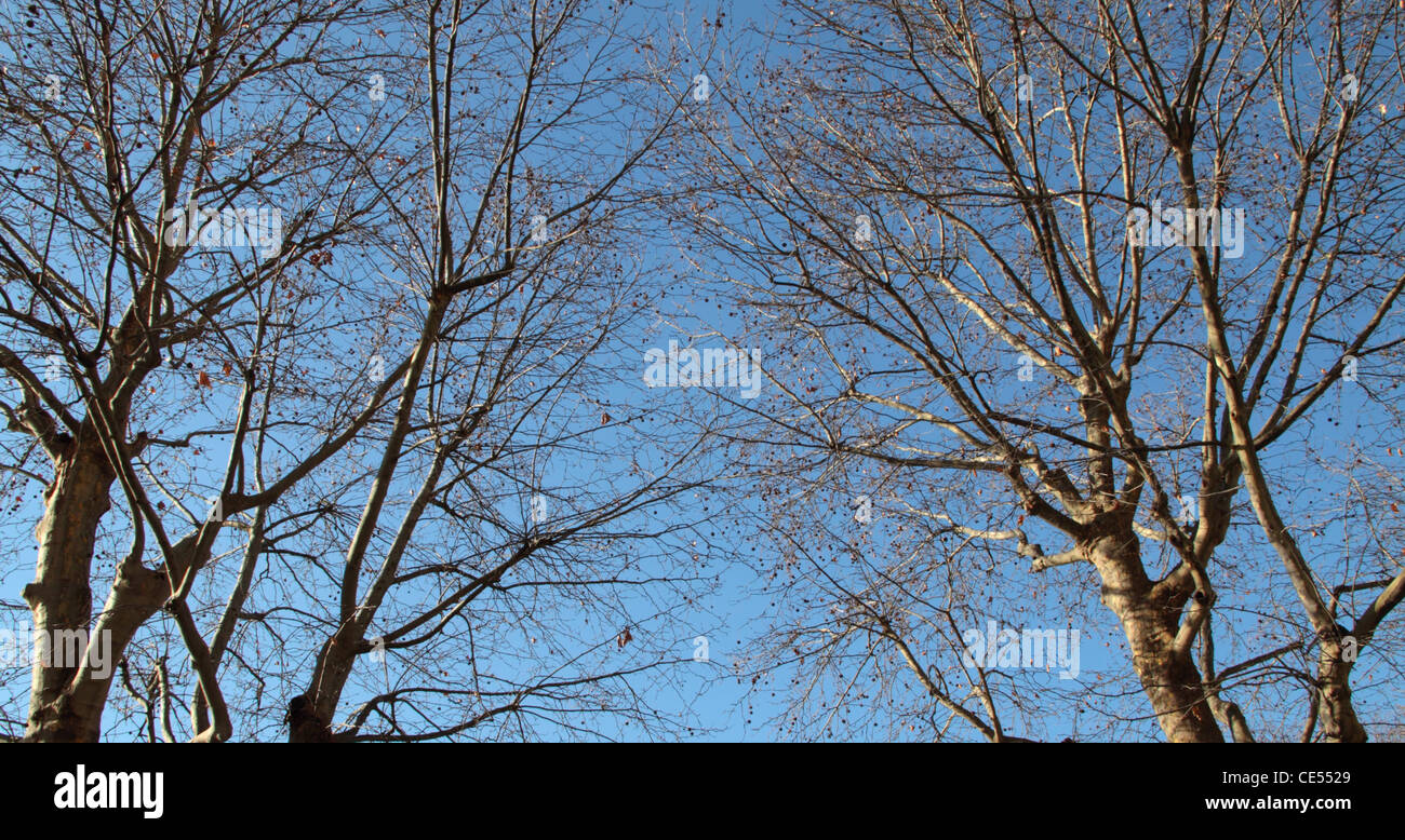 Arbres, ciel bleu, Canal Saint Martin, Paris, France Banque D'Images