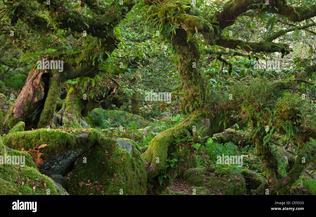 Wistman's Wood National Nature Reserve dans le Dartmoor, dans le Devon, Angleterre. L'automne (octobre) 2011. Banque D'Images