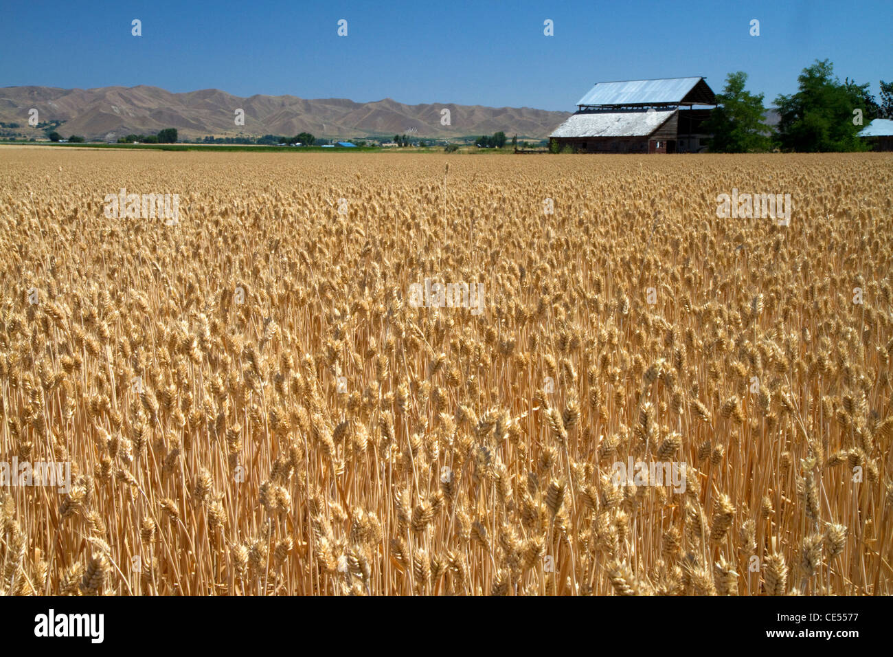 Champ de blé près d'Emmett, Idaho, USA. Banque D'Images
