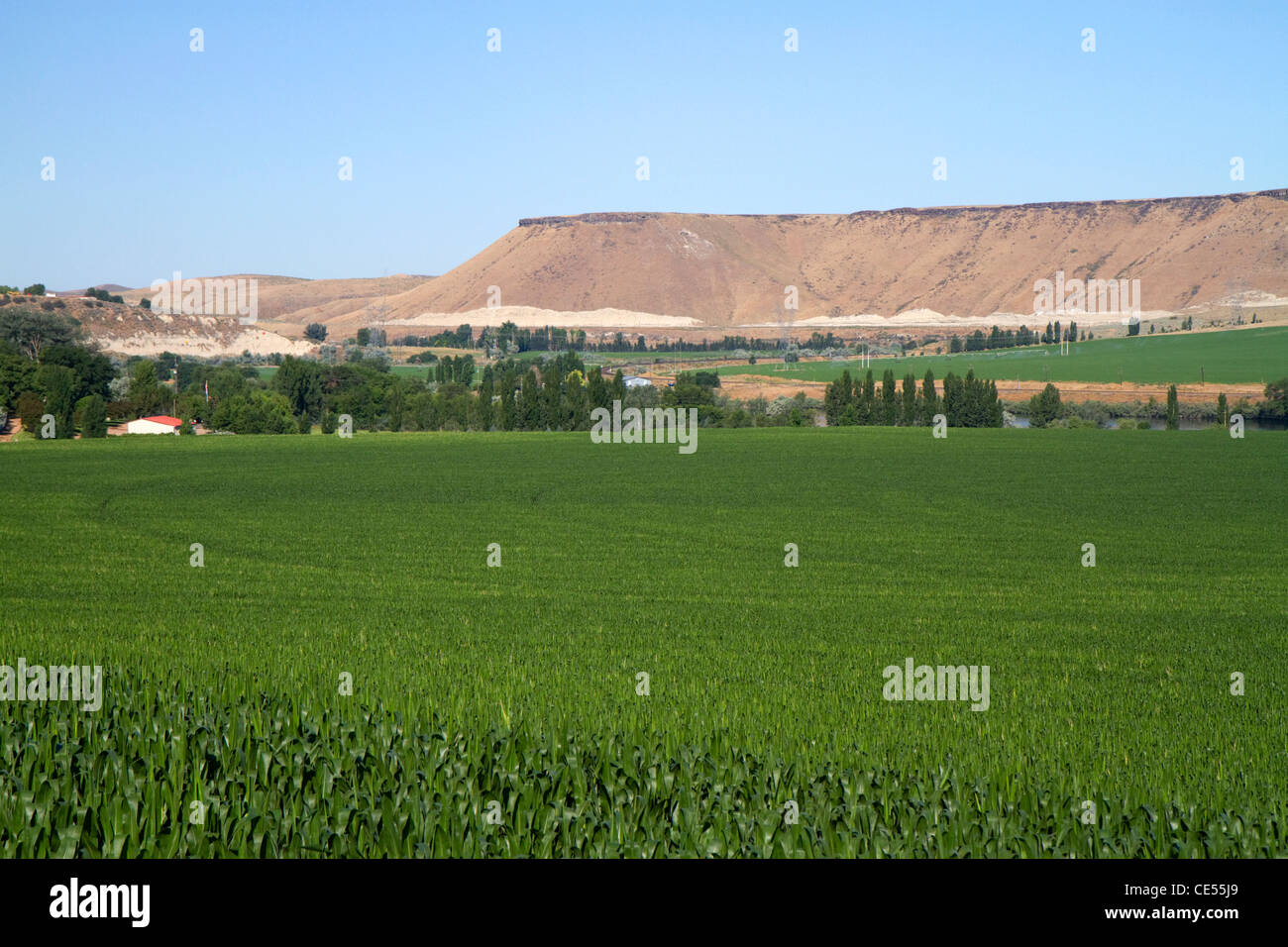 Champ de maïs près de la rivière Snake à Glenns Ferry, New York, USA. Banque D'Images
