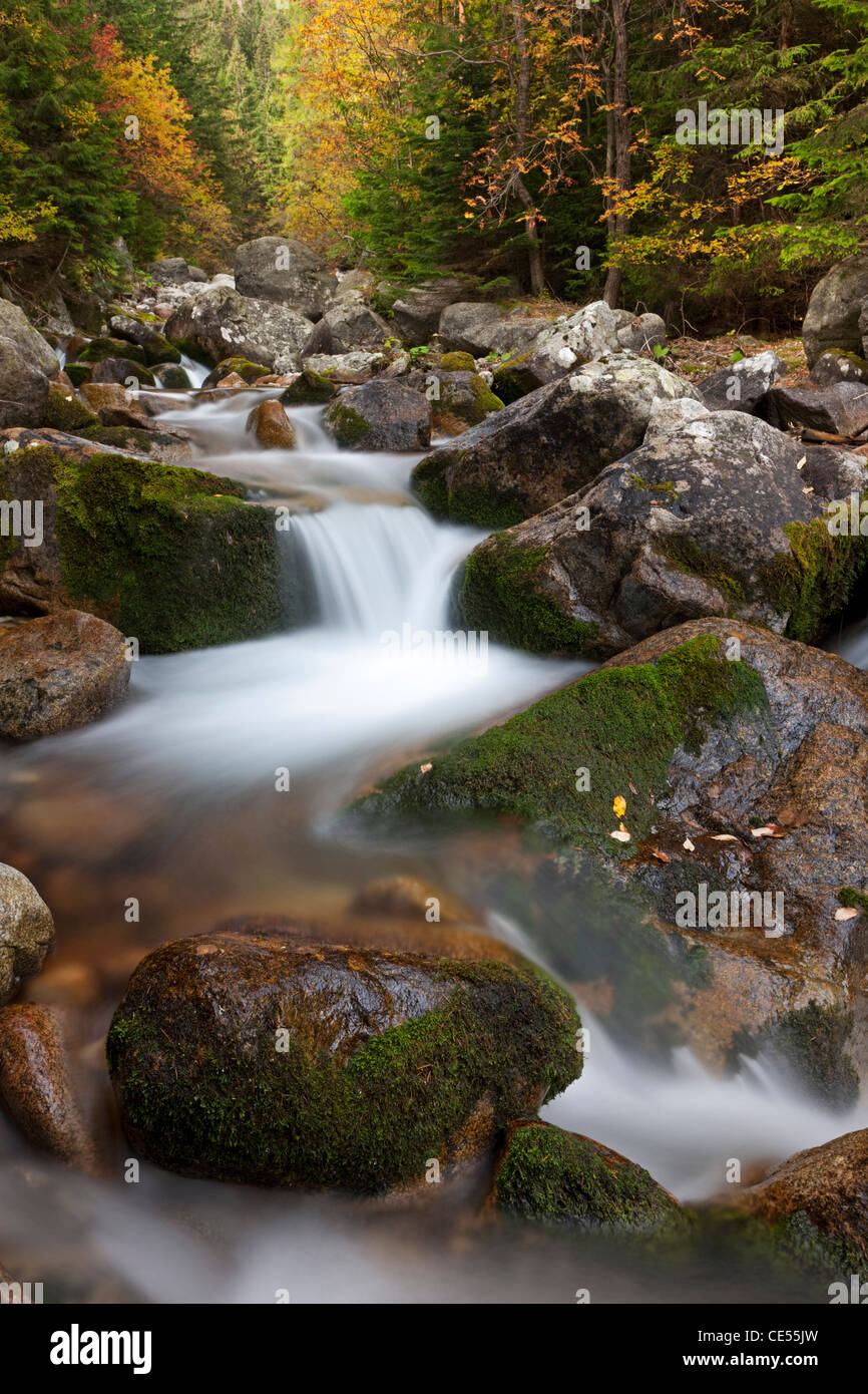Rocky Mountain stream à travers forêts, montagnes Tatras, en Slovaquie, en Europe. L'automne (octobre) 2011. Banque D'Images