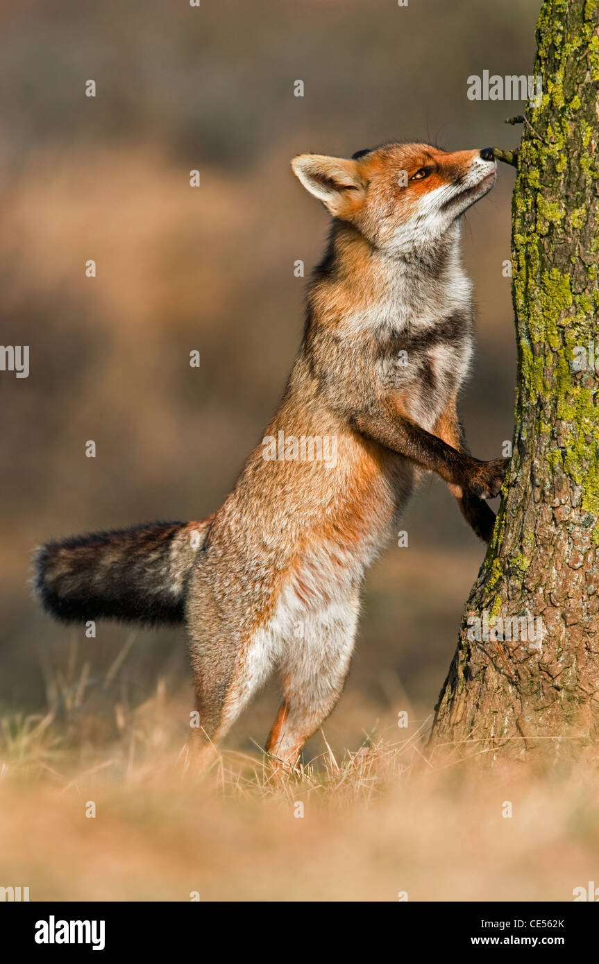 Le renard roux (Vulpes vulpes) odeur marque sur tronc d'arbre sur le territoire de la frontière Banque D'Images