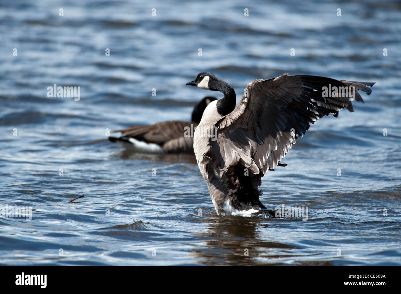 Canada Goose dans le lac Banque D'Images