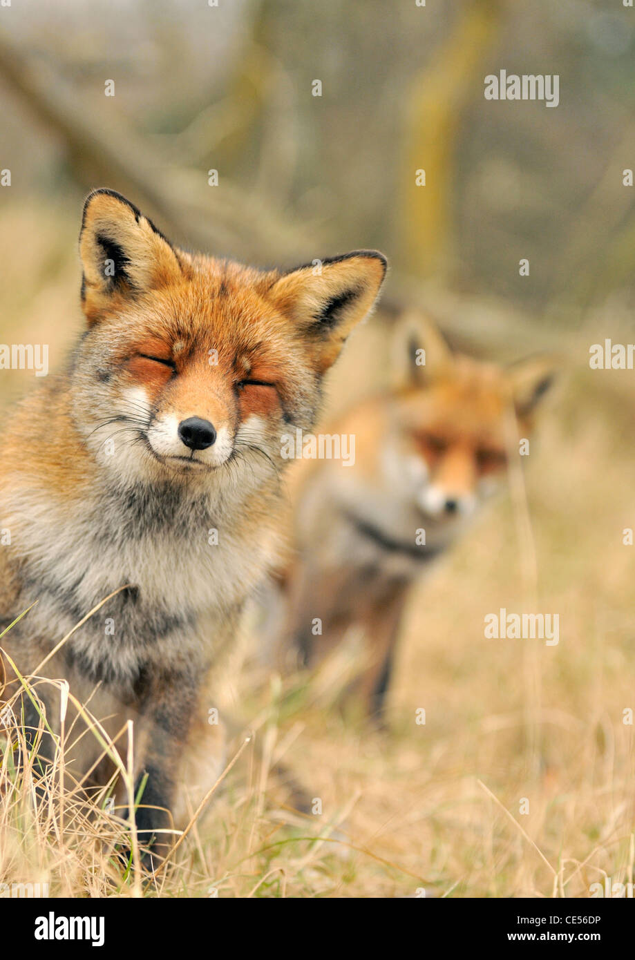 Deux renards roux (Vulpes vulpes) assis avec les yeux fermés Banque D'Images