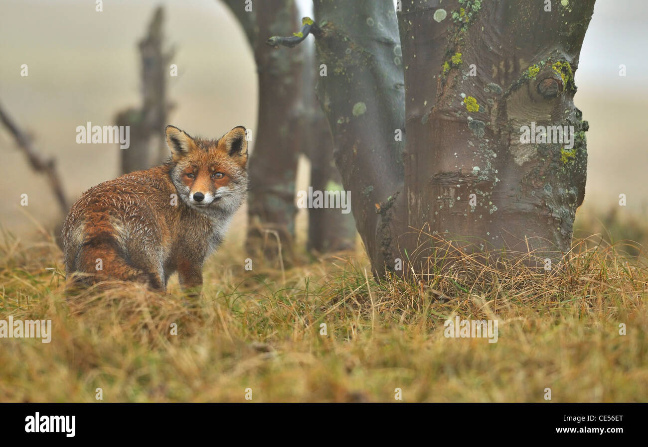 Le renard roux (Vulpes vulpes) avec fourrure humide dans le brouillard près de l'arbre dans la pluie Banque D'Images