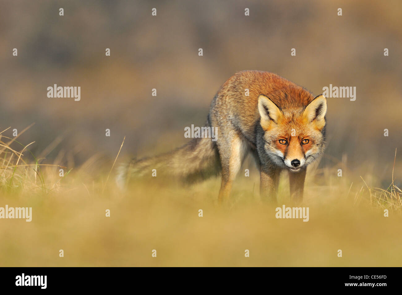 Le renard roux (Vulpes vulpes) sneaking up proie Banque D'Images