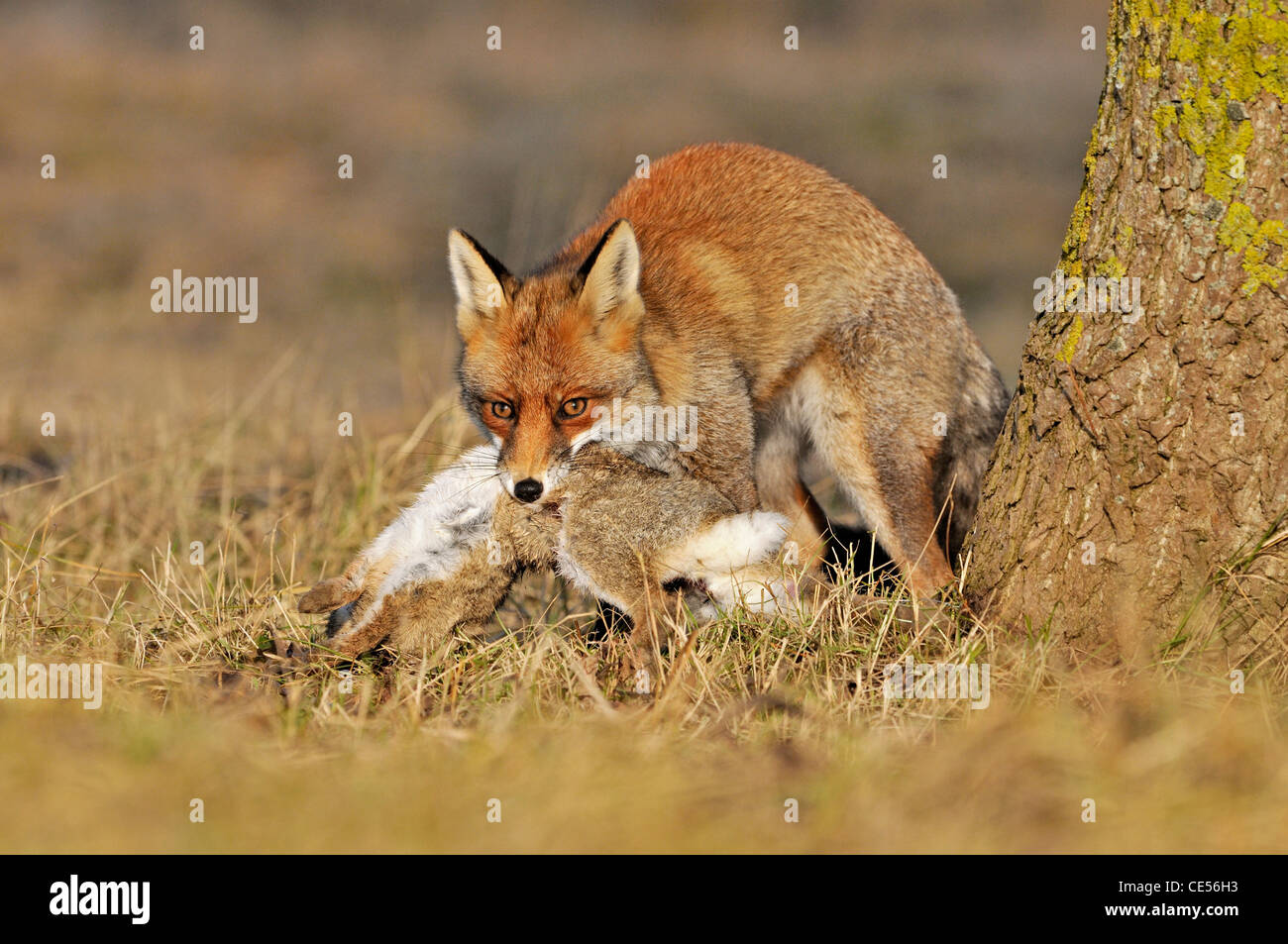 Le renard roux (Vulpes vulpes) tué le lapin dans la bouche Banque D'Images