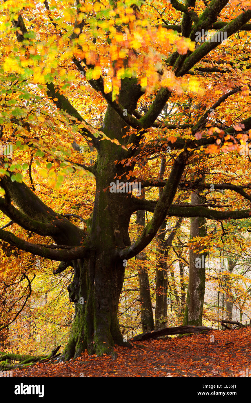 Beech tree aux couleurs de l'automne, Lake District, Cumbria, Angleterre. L'automne (octobre) 2011. Banque D'Images