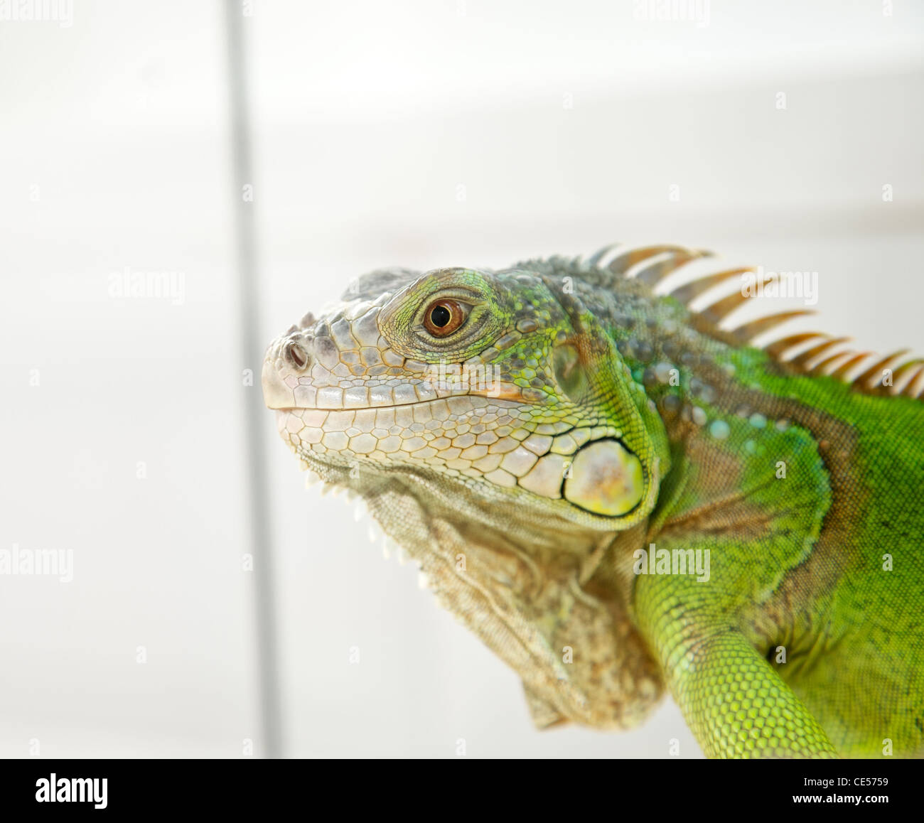 Une tête d'iguane vert close up Banque D'Images