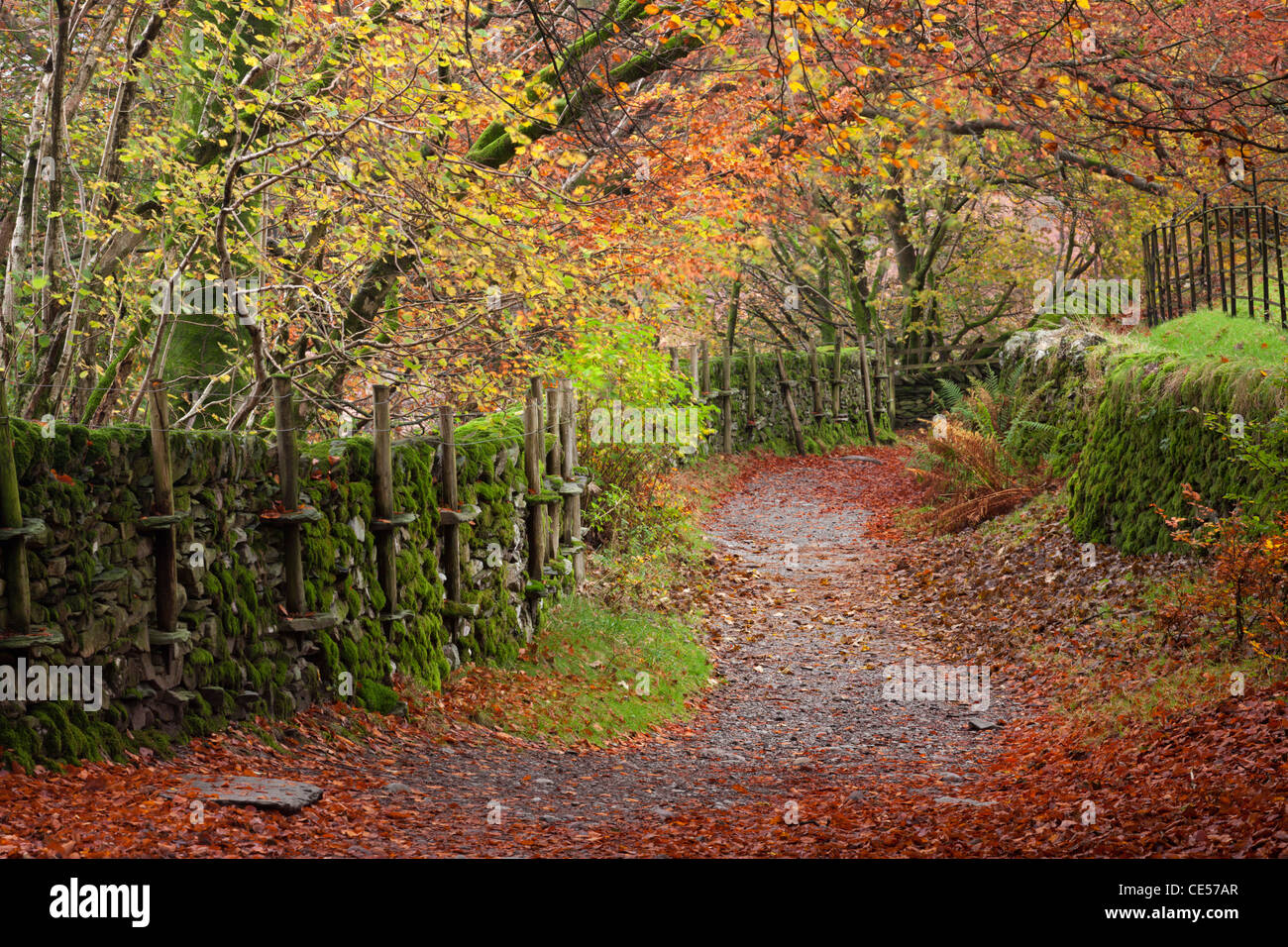 Sentier à travers bois d'automne près de Grasmere, Lake District, Cumbria, Angleterre. L'automne (novembre) 2011. Banque D'Images