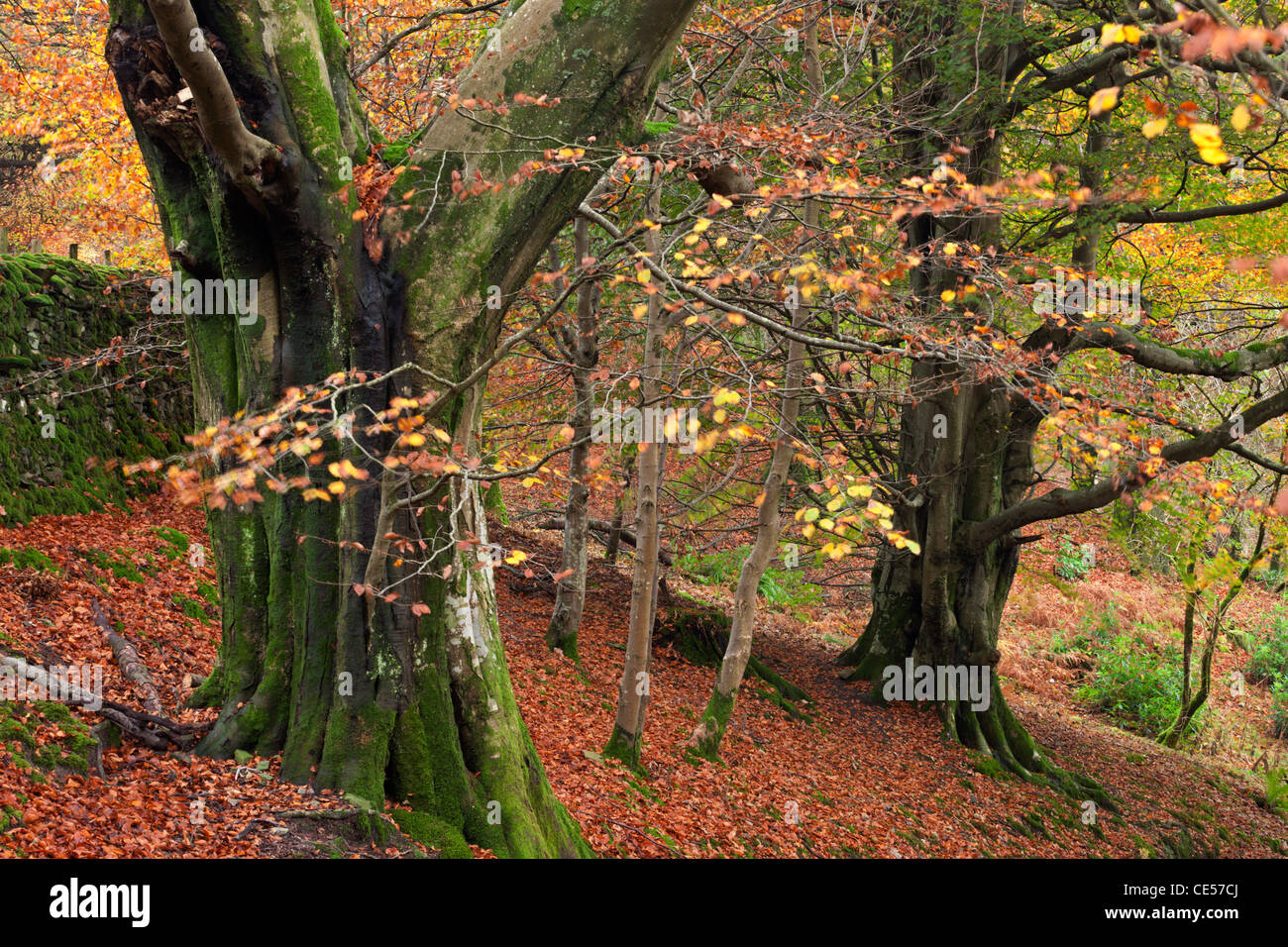 Les hêtres matures woodlands au-dessus de Grasmere, Lake District, Cumbria, Angleterre. L'automne (novembre) 2011. Banque D'Images