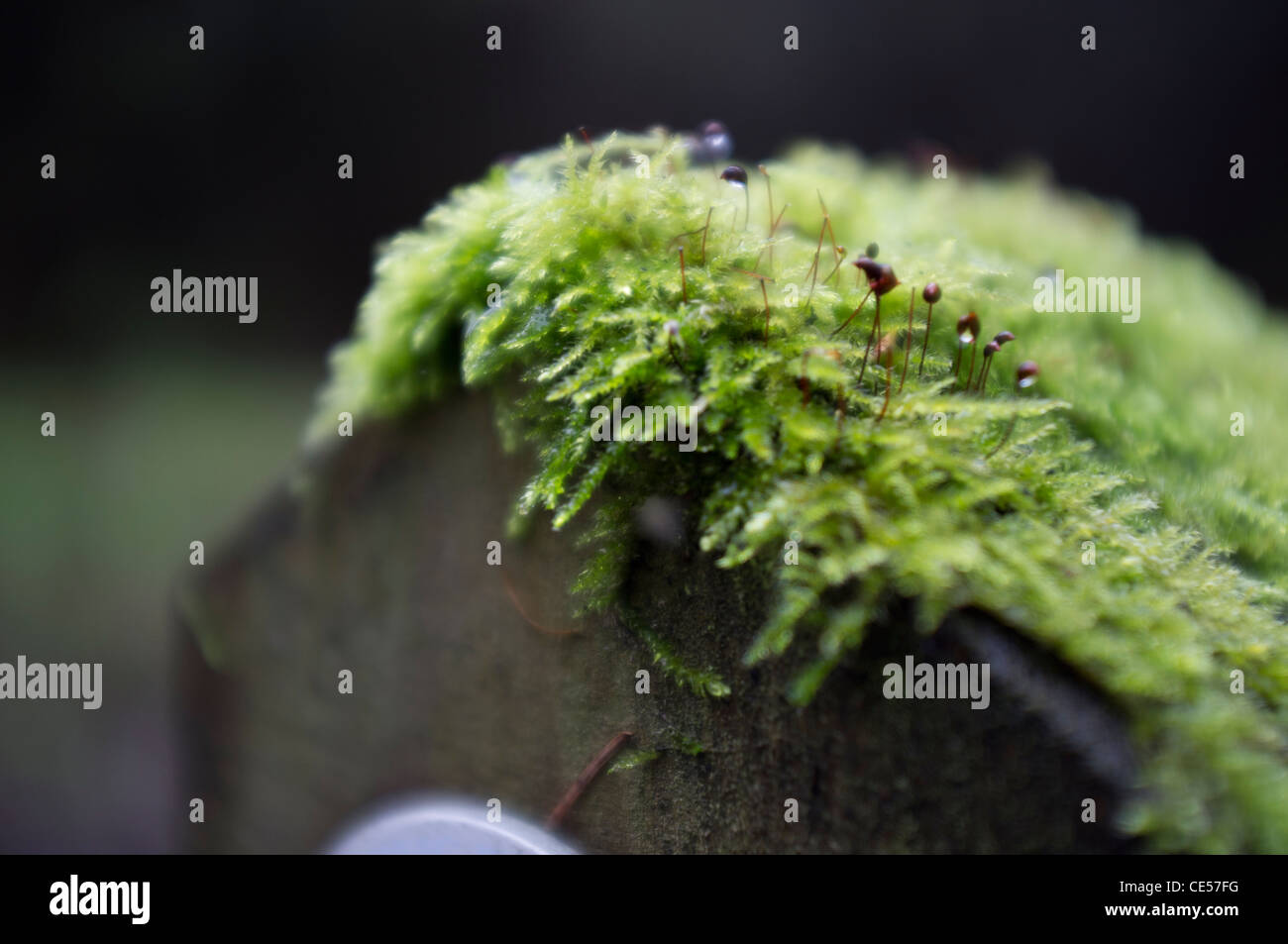 Sur forestiers Ranmore Common, Surrey Banque D'Images