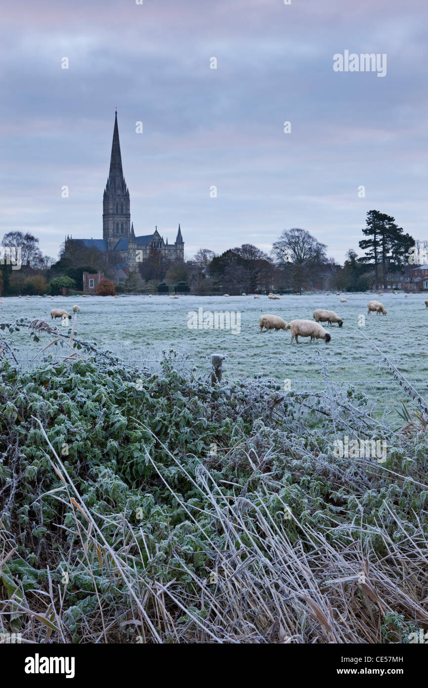 La cathédrale de Salisbury sur un matin d'hiver glacial, de l'autre côté de l'eau Meadows, Salisbury, Wiltshire, Angleterre. Banque D'Images