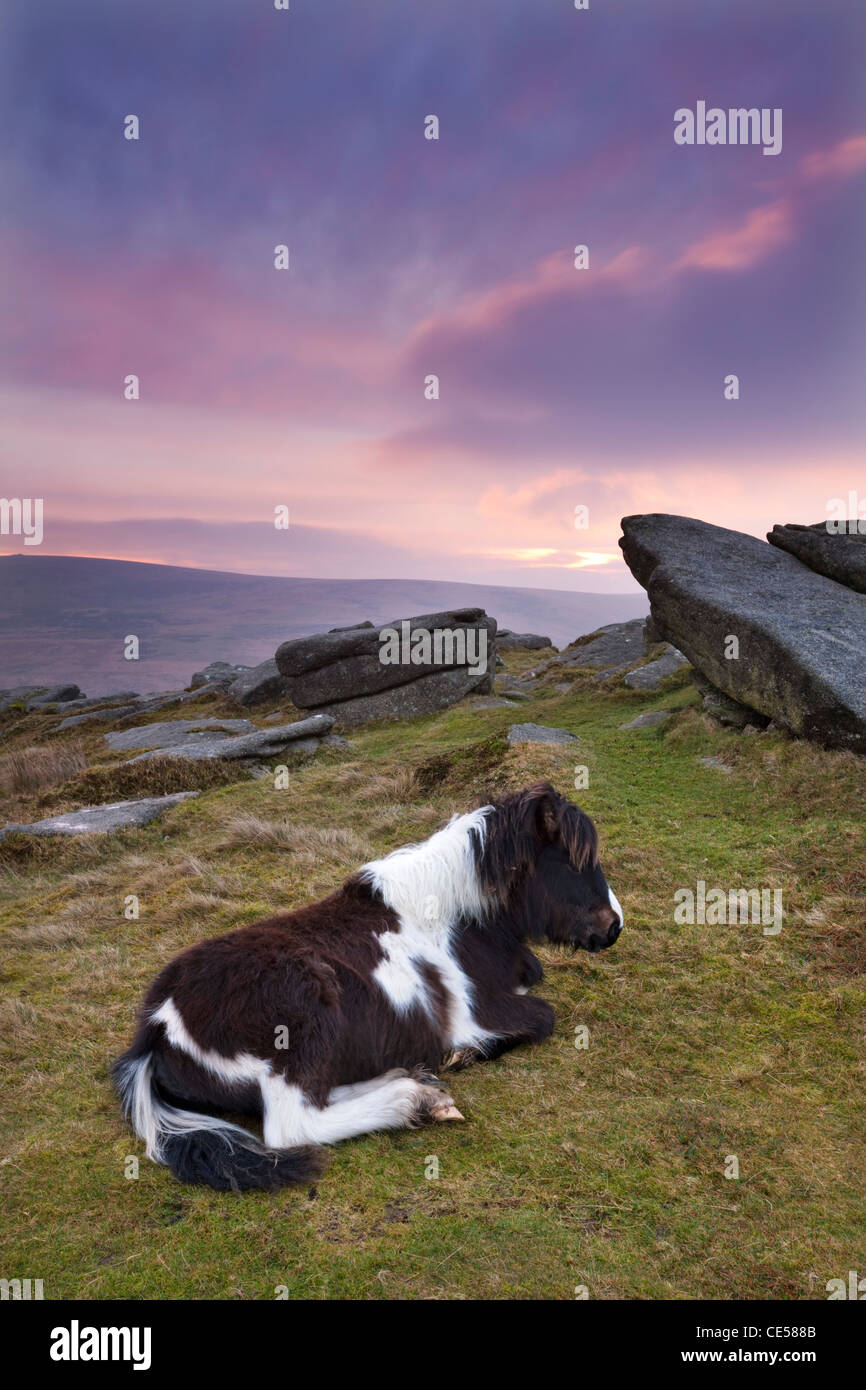 Poney Shetland reposant sur la lande de Dartmoor au lever du soleil, Belstone Tor, Dartmoor, dans le Devon, Angleterre. L'hiver (Janvier) 2012. Banque D'Images