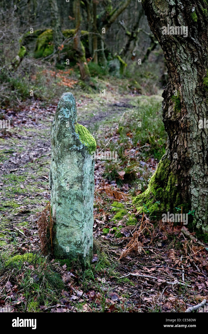 Pierre couverts de lichen curieux dans les bois en dessous du bord dans le Derbyshire Froggatt ressemblant à un doigt ou waymarker Banque D'Images