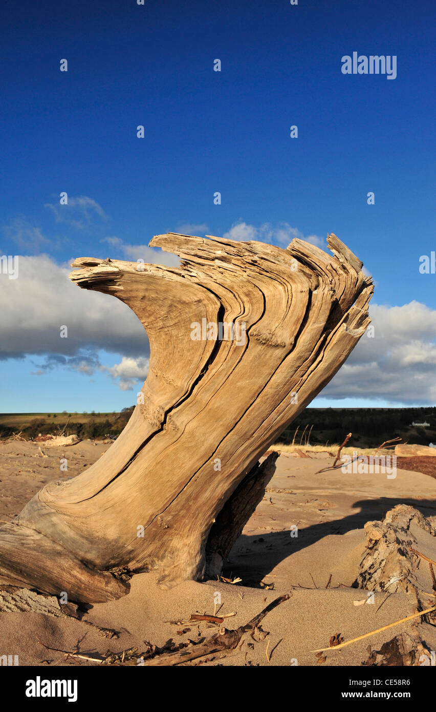 Weathered tronc d'arbre échoué sur beach Banque D'Images