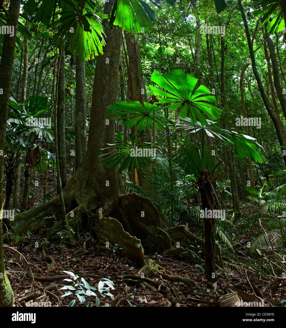 Arbre géant et fan palm dans la forêt tropicale de Daintree Cape Tribulation Queensland Australie Banque D'Images