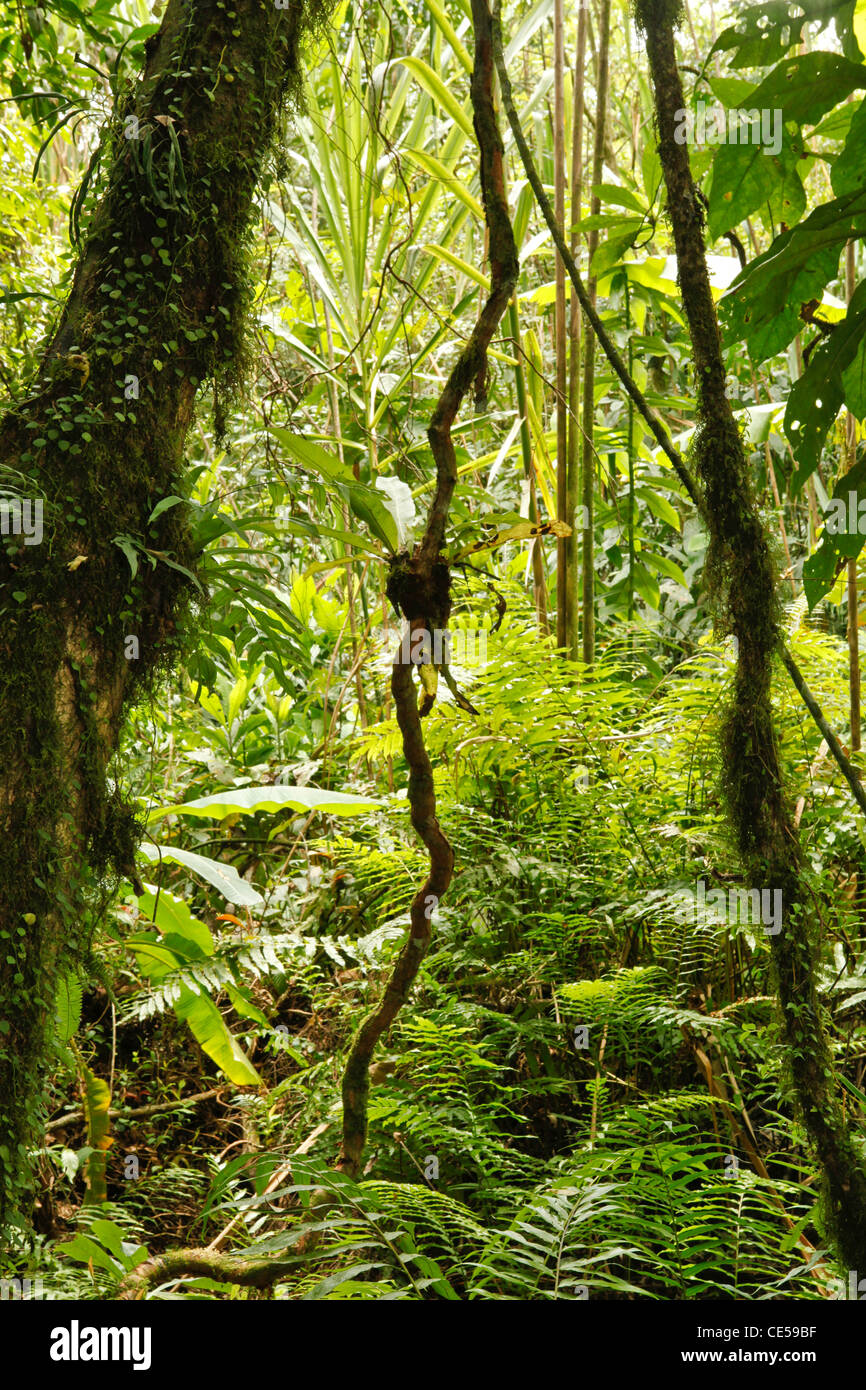 En détail jungle bolivienne de la forêt tropicale dans la région de Parque Carascu partie de jungle amazonienne joli fond vert copy space Banque D'Images