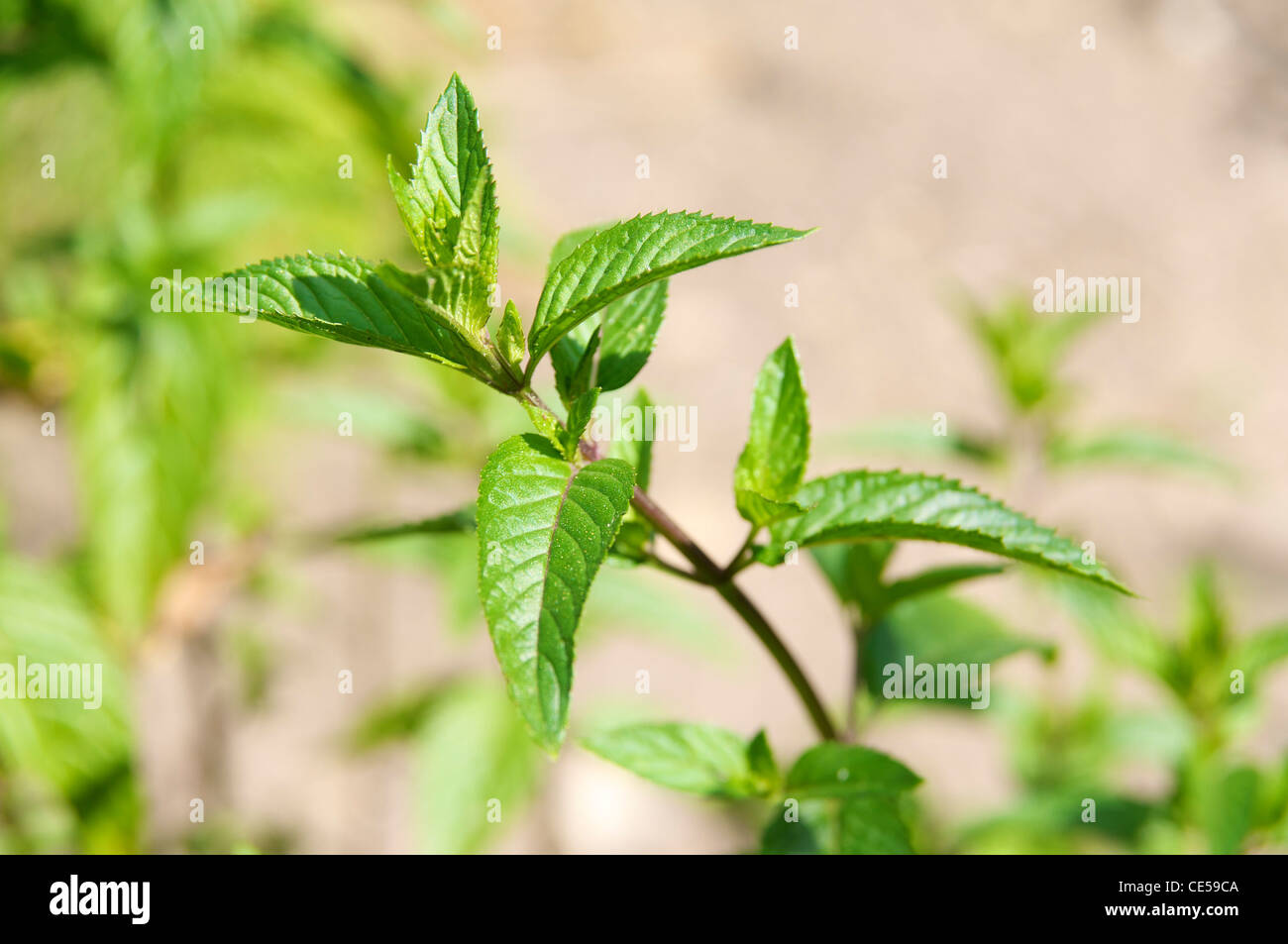 La menthe poivrée (Mentha x piperita) plante, un croisement entre watermint et la menthe. Banque D'Images