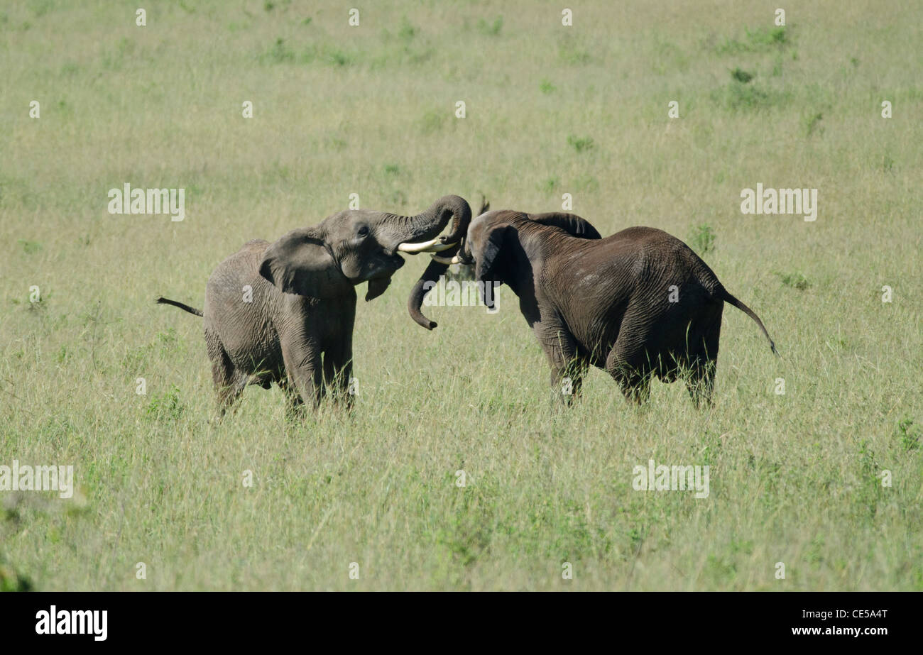 Jeune taureau de combat des éléphants dans les masais Mara grassland Banque D'Images