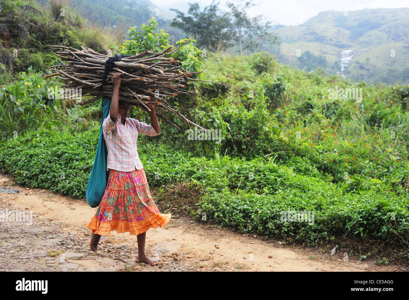 Bois de chauffage à effectuer fille haut de la tête tandis qu'elle faire son chemin de retour à sa maison dans petit village dans la forêt de Sinharaja. Banque D'Images