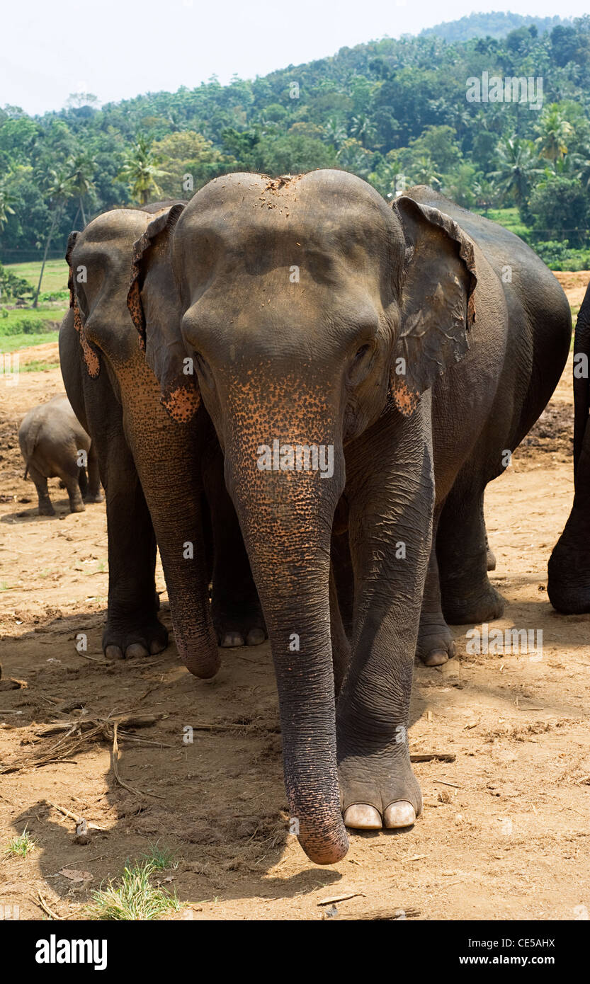 Les éléphants à l'orphelinat des éléphants à Pinnawela, Sri Lanka Banque D'Images