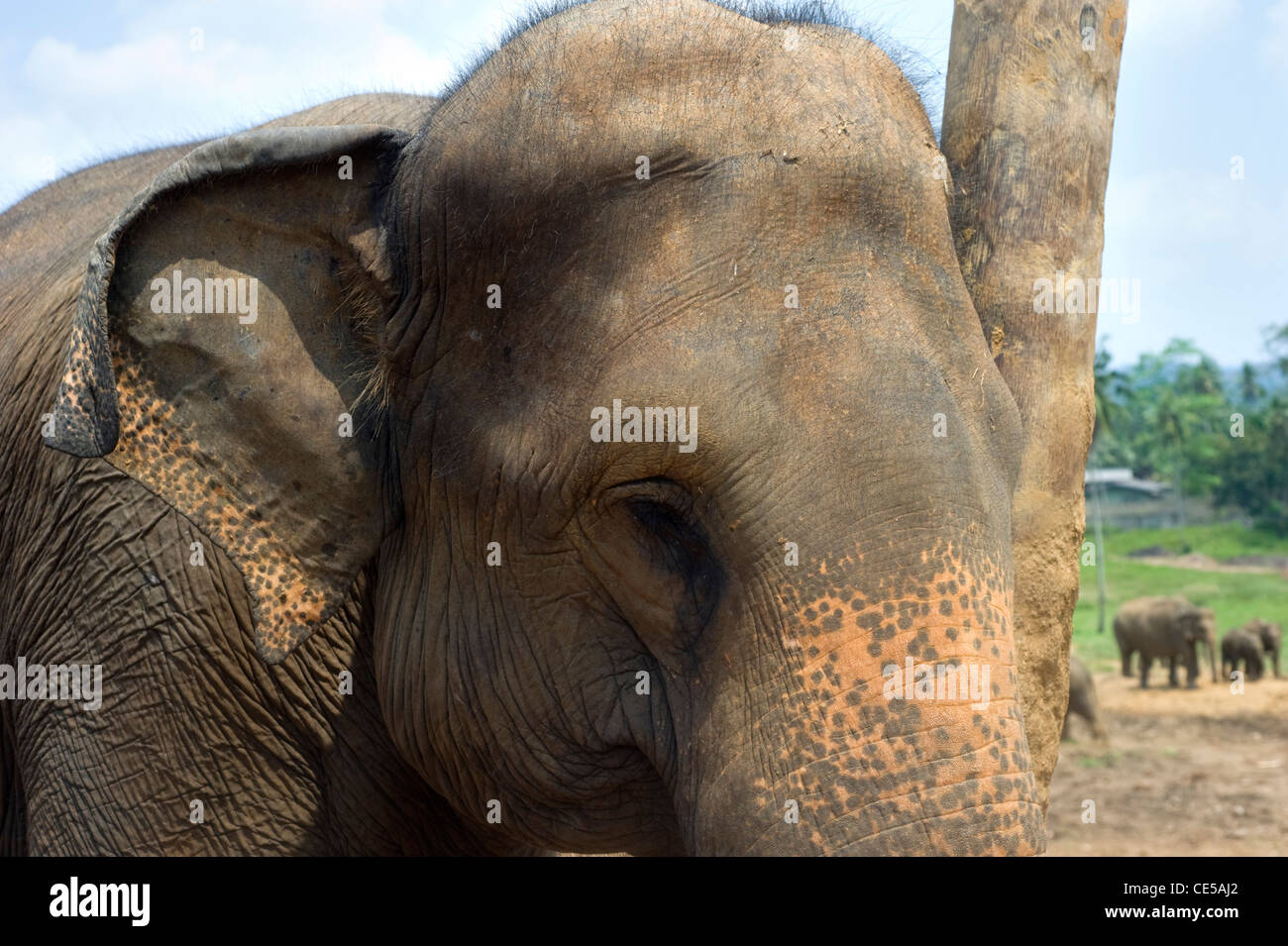 À l'éléphant d'orphelinat des éléphants de Pinnawela, au Sri Lanka Banque D'Images