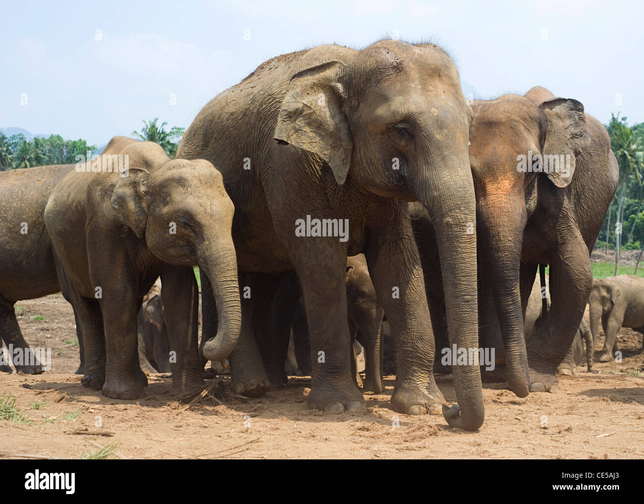 Les éléphants à l'orphelinat des éléphants à Pinnawela, Sri Lanka Banque D'Images