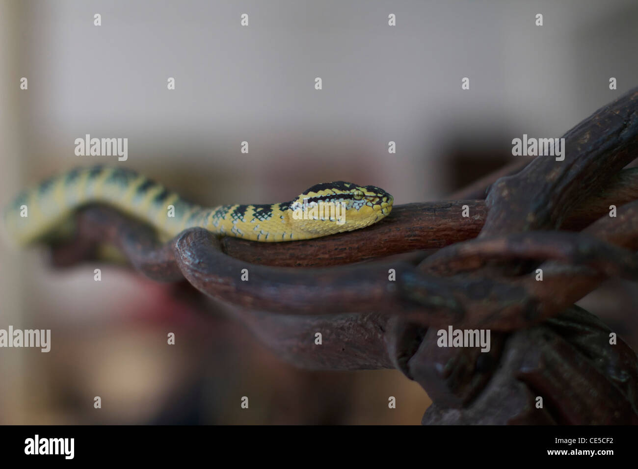 Les Crotalidés dans le cloud Azure de Snake Temple, Bayan Lepas, Penang, Malaisie Banque D'Images