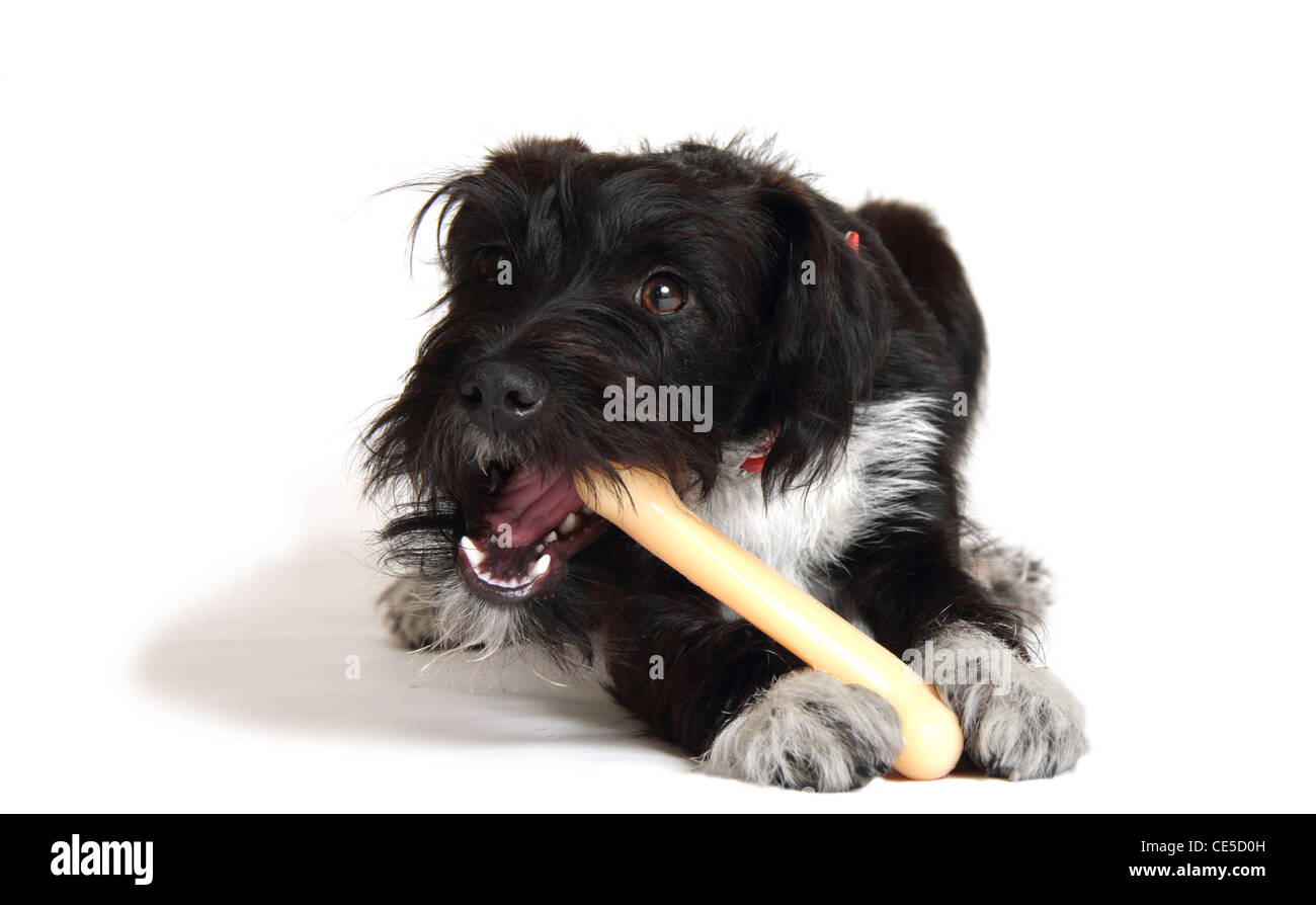 Jackadoodle chiot photographié dans un studio Banque D'Images