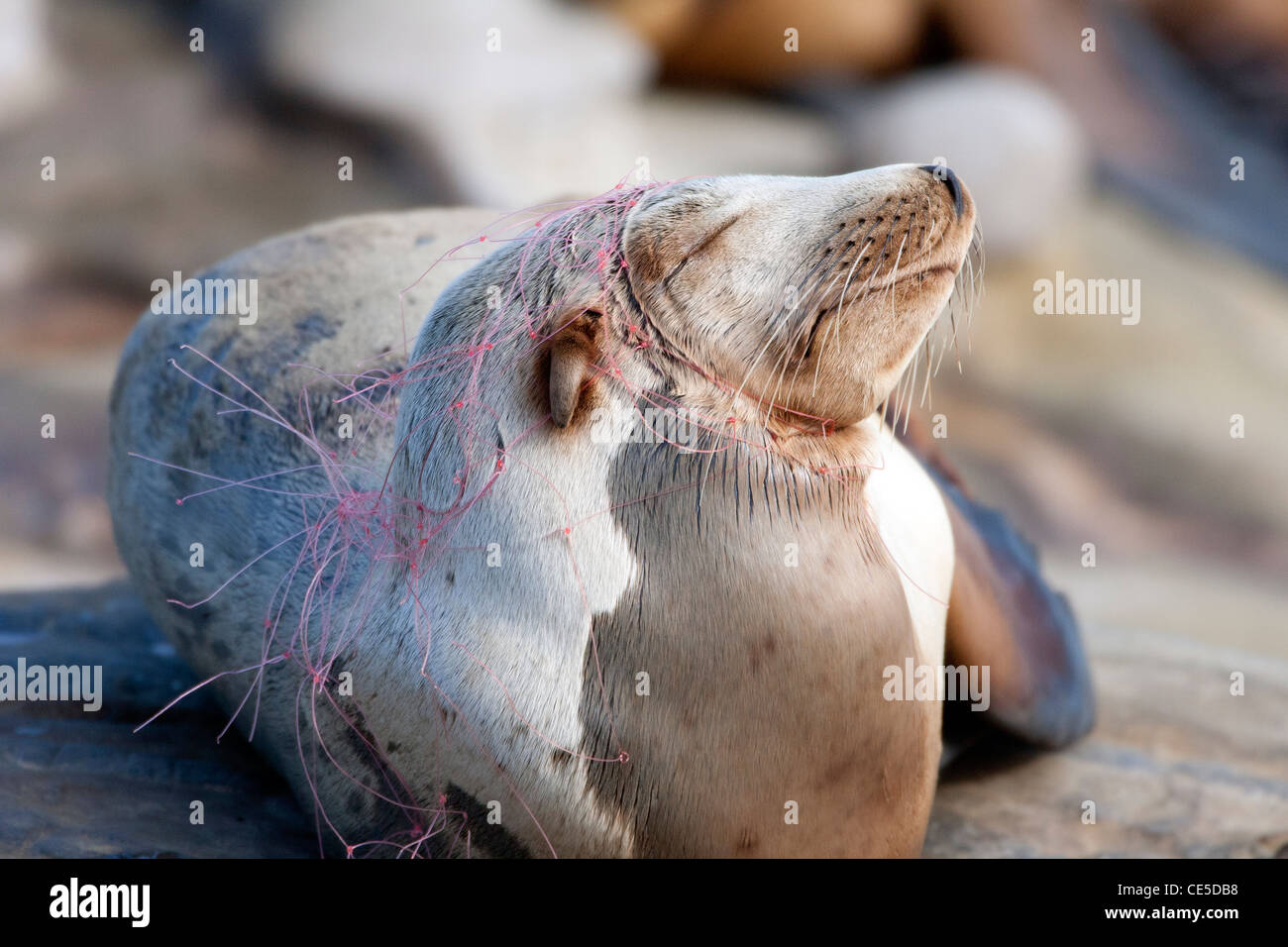 Lion de mer avec ligne de pêche coupant en tête et cou Banque D'Images