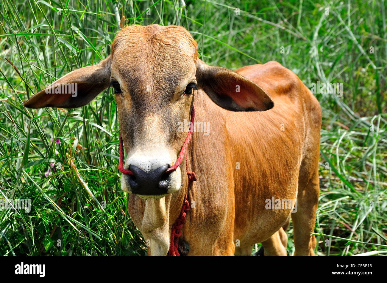 Ox en champ Banque D'Images