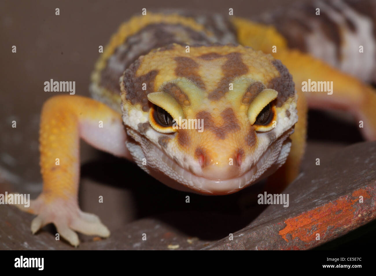 Portrait d'un gecko léopard Banque D'Images