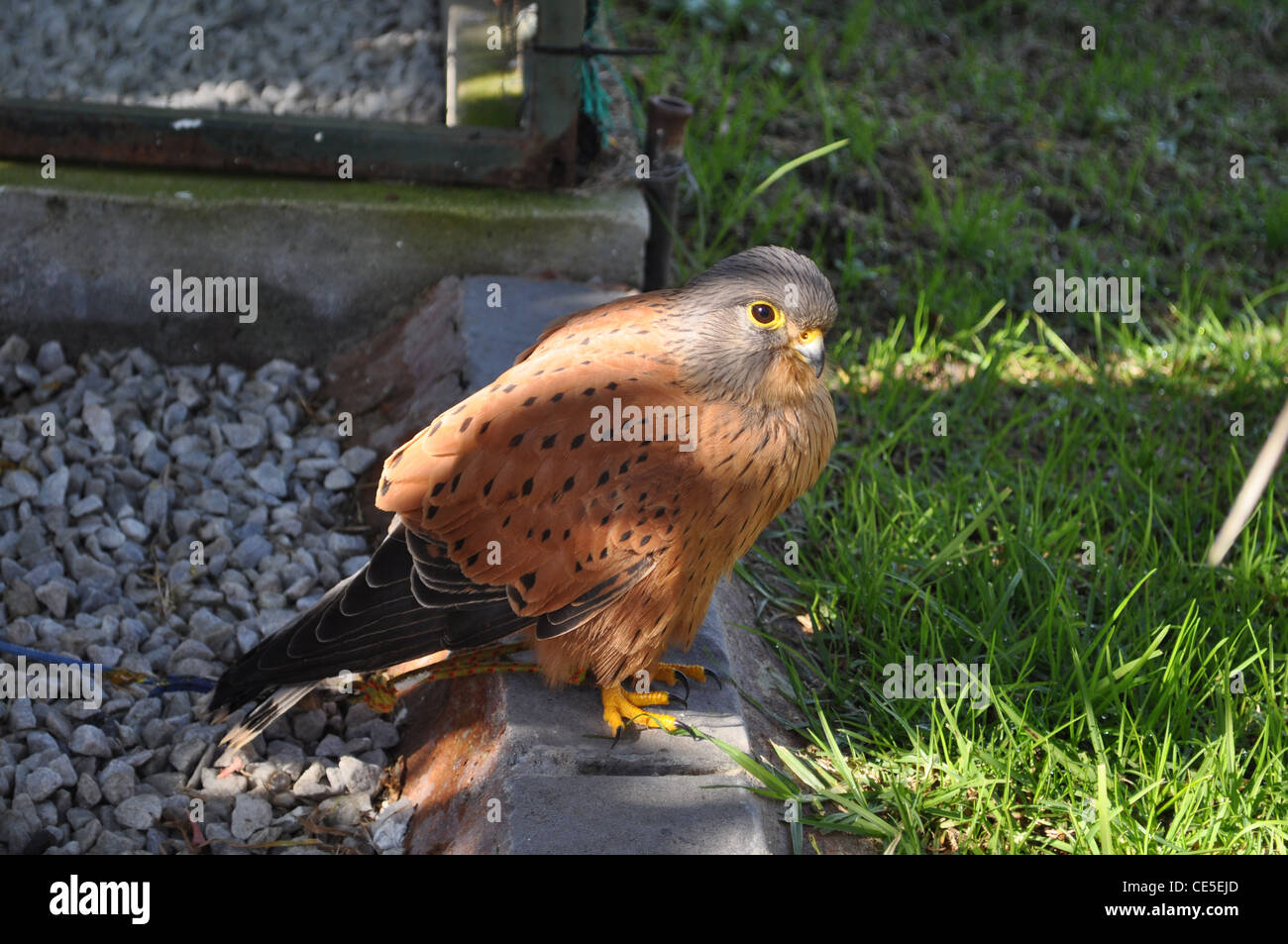 Falco (rupicolus rock kestrel) dans le domaine de la réadaptation à l'eagle rencontres, Spier, Stellenbosch, Afrique du Sud Banque D'Images