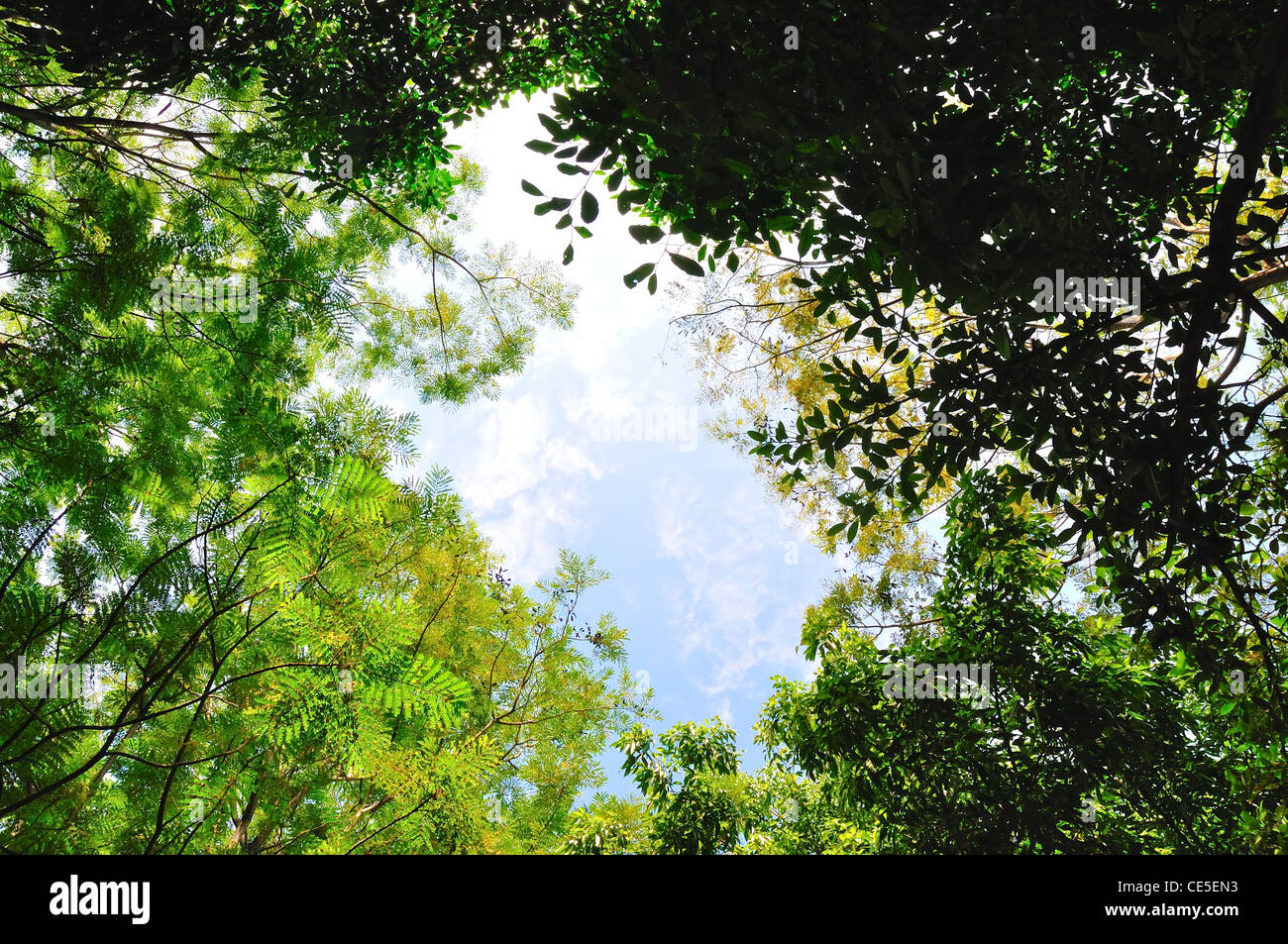 Le trou du ciel entourant par tree frame Banque D'Images