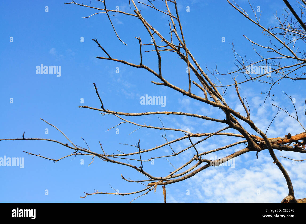 Branches de mourir dans le ciel bleu Banque D'Images