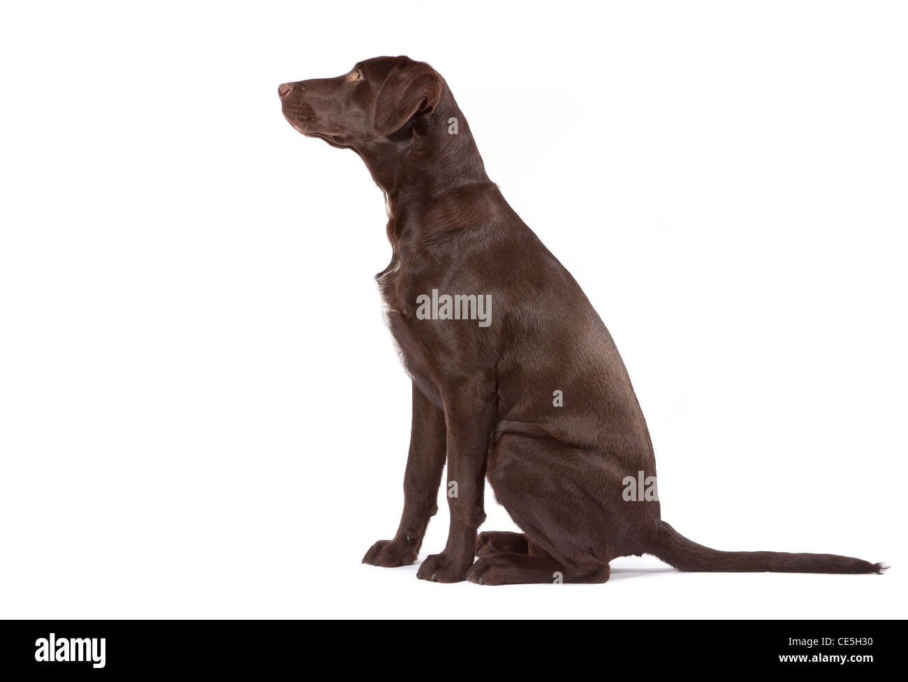 Un labrador chocolat à croix pointeur 7 mois Banque D'Images