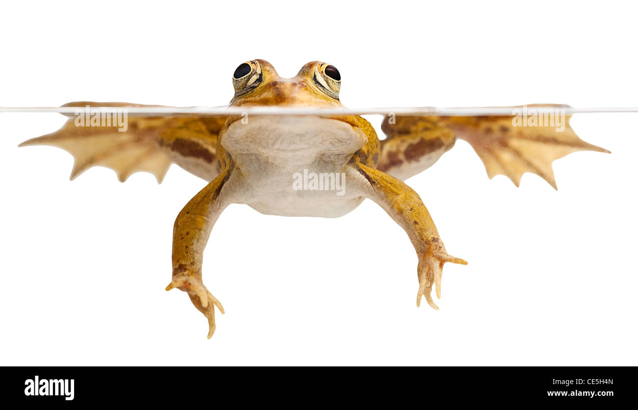 La grenouille verte piscine isolé sur blanc des amphibiens en voie de disparition Banque D'Images