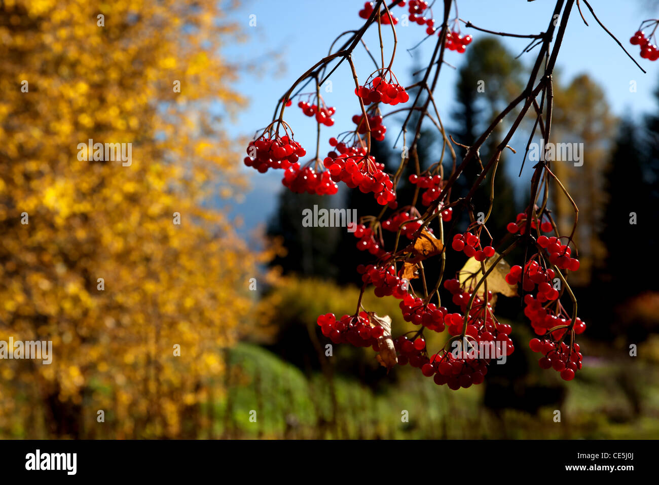 Rowan berry en forêt d'automne Banque D'Images