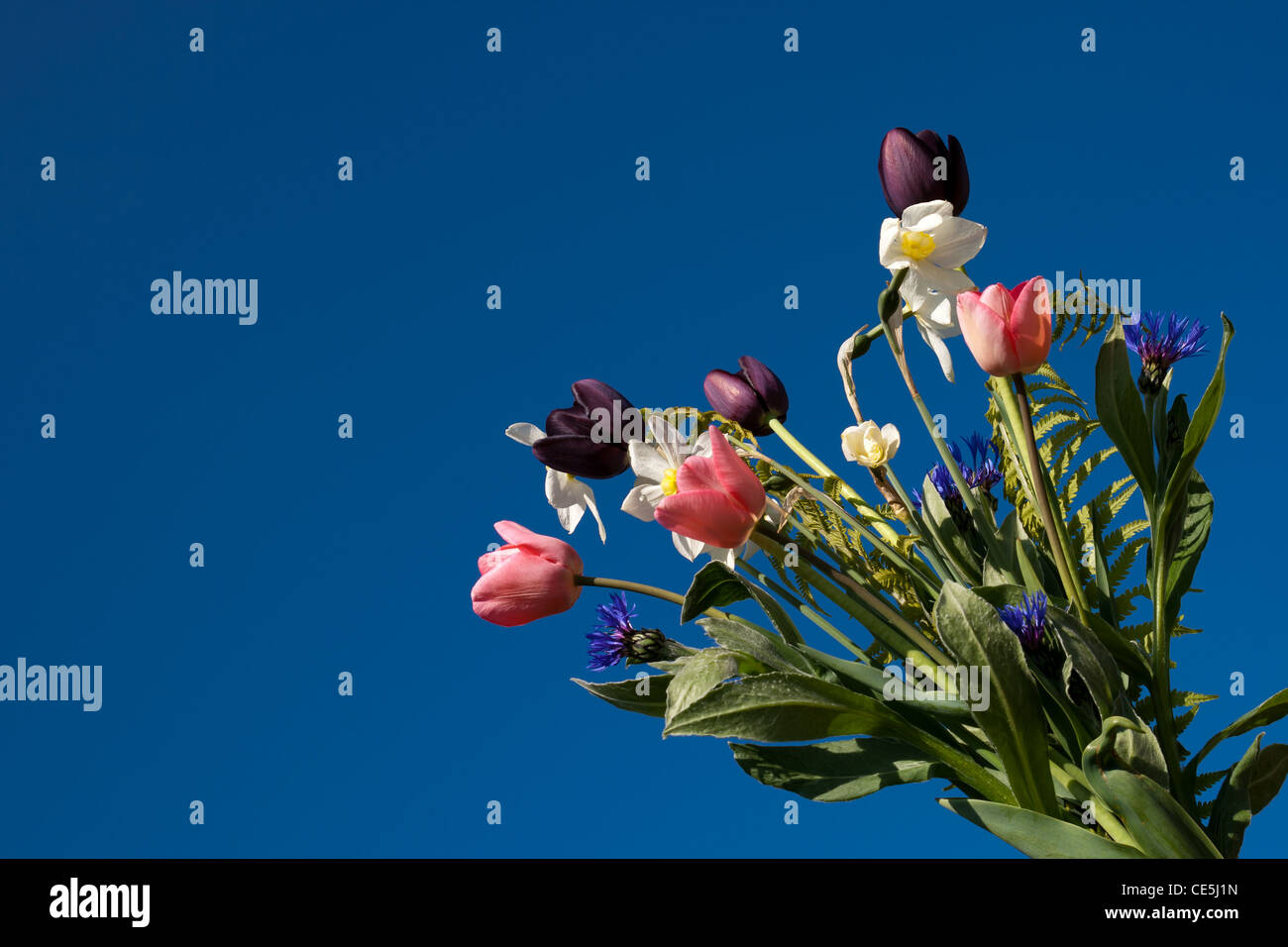 Bouquet de fleurs de printemps sur un ciel bleu Banque D'Images