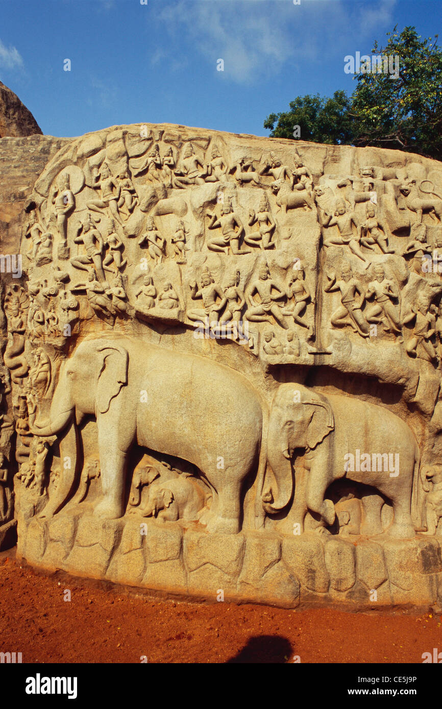 La pénitence d'Arjuna procession d'éléphants et des figures d'animaux grand bas-relief ; Mahabalipuram Tamil Nadu Inde ; Banque D'Images