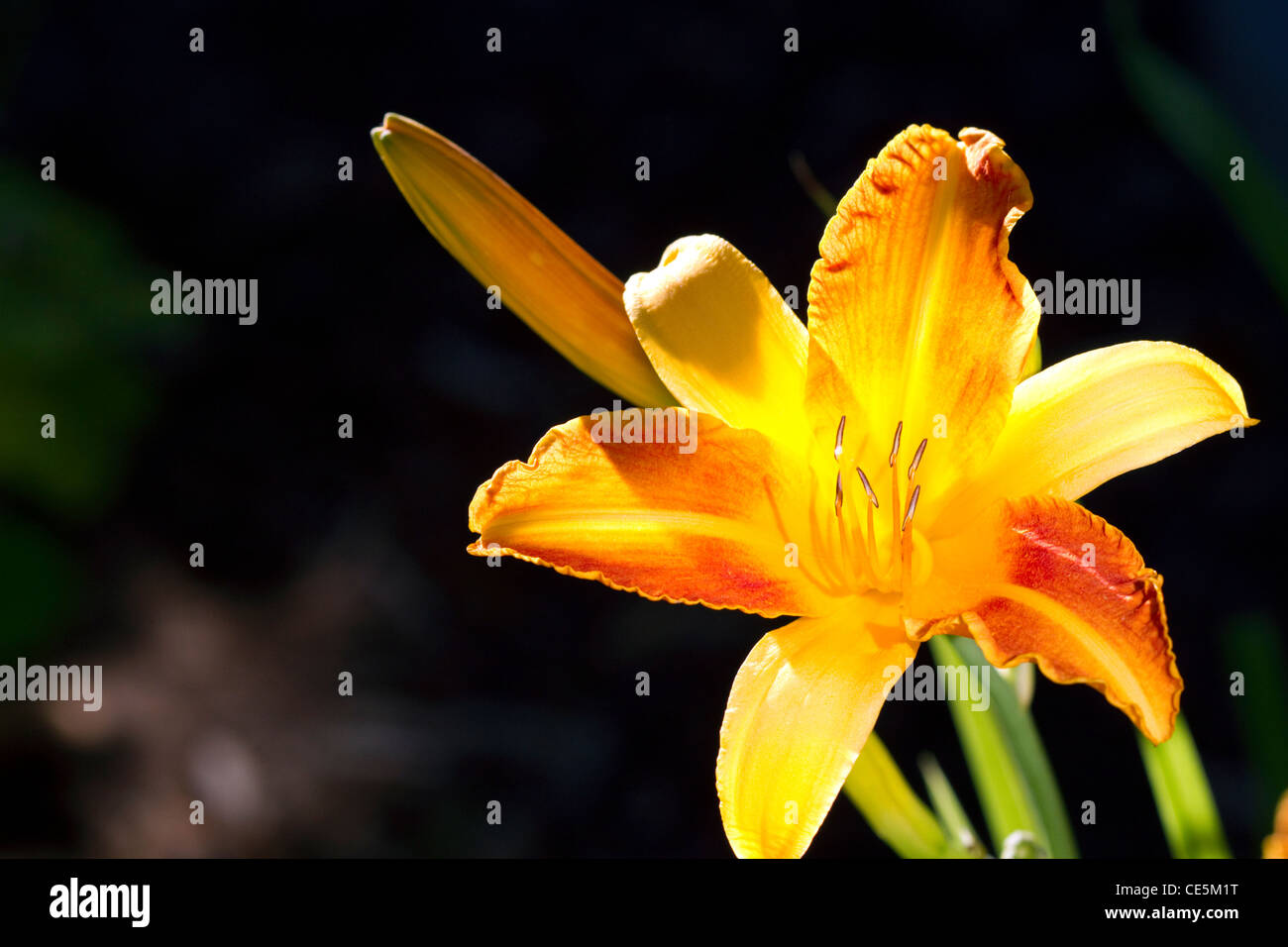 Jour lily in Bloom. Banque D'Images